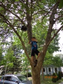 My nephew the monkey - aka veteran tree climber (photo: Carissa Hickling)