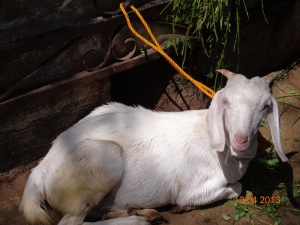 2013-04-Goat1