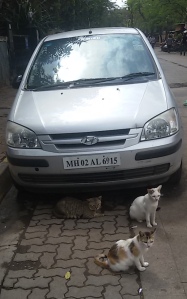 Cat Car Trio