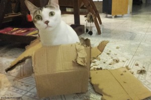 Did you want this box?
