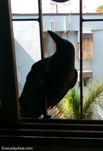 bandra-crow